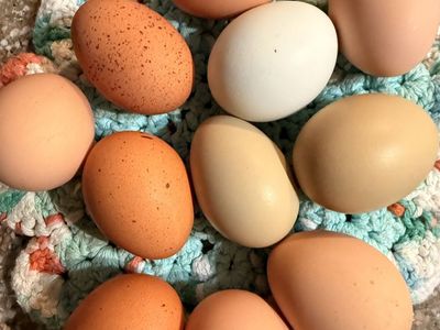Fresh Farm Eggs - Mixed Colors, Local and Natural