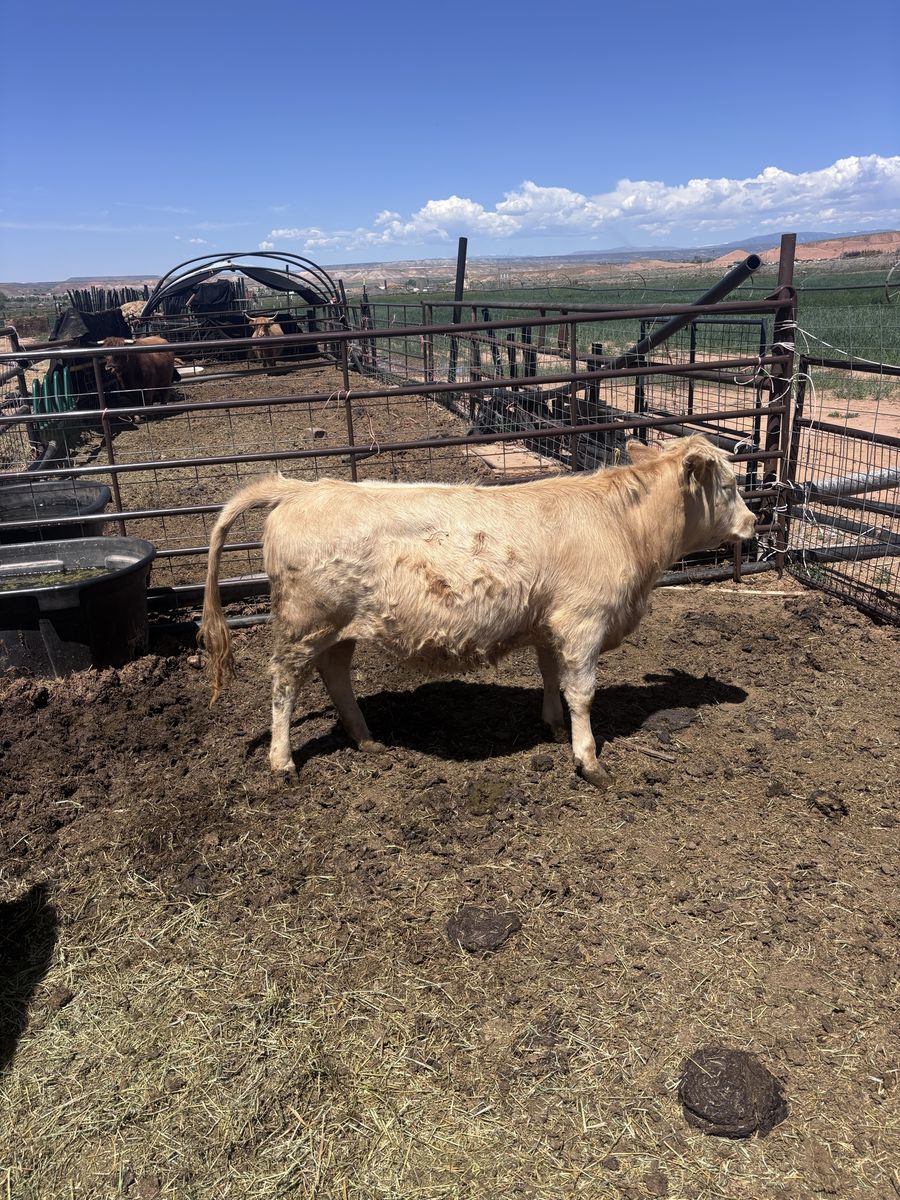 Highland Heifer