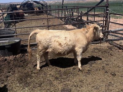 Highland Heifer