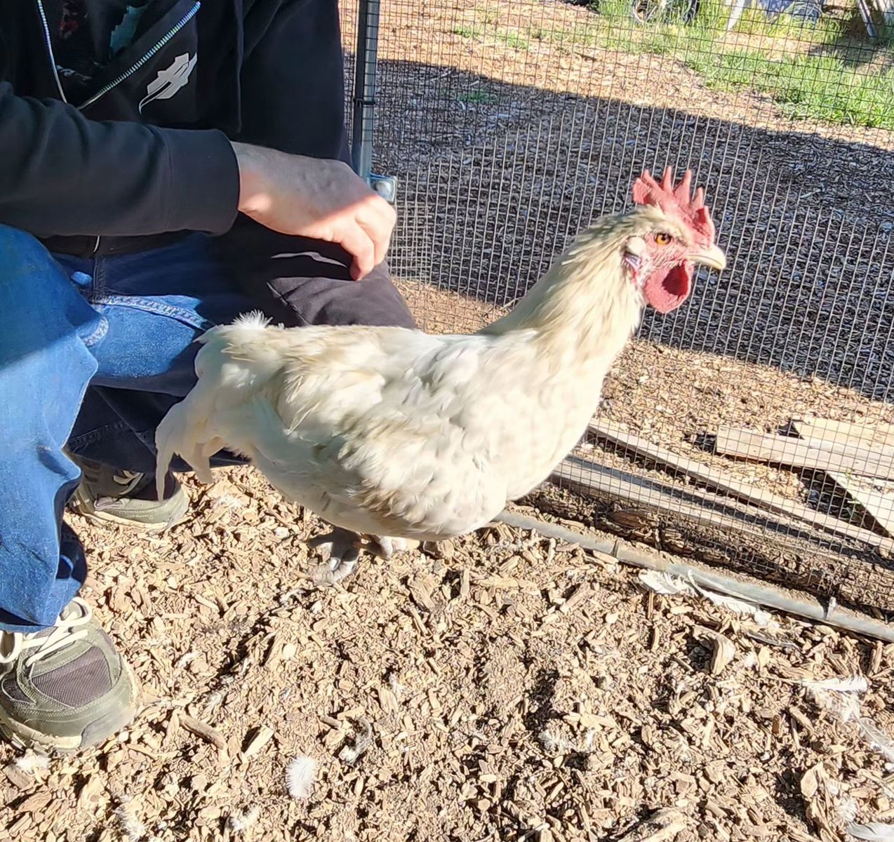 Zombie Chicken