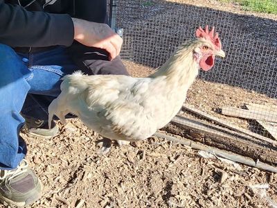 Zombie Chicken