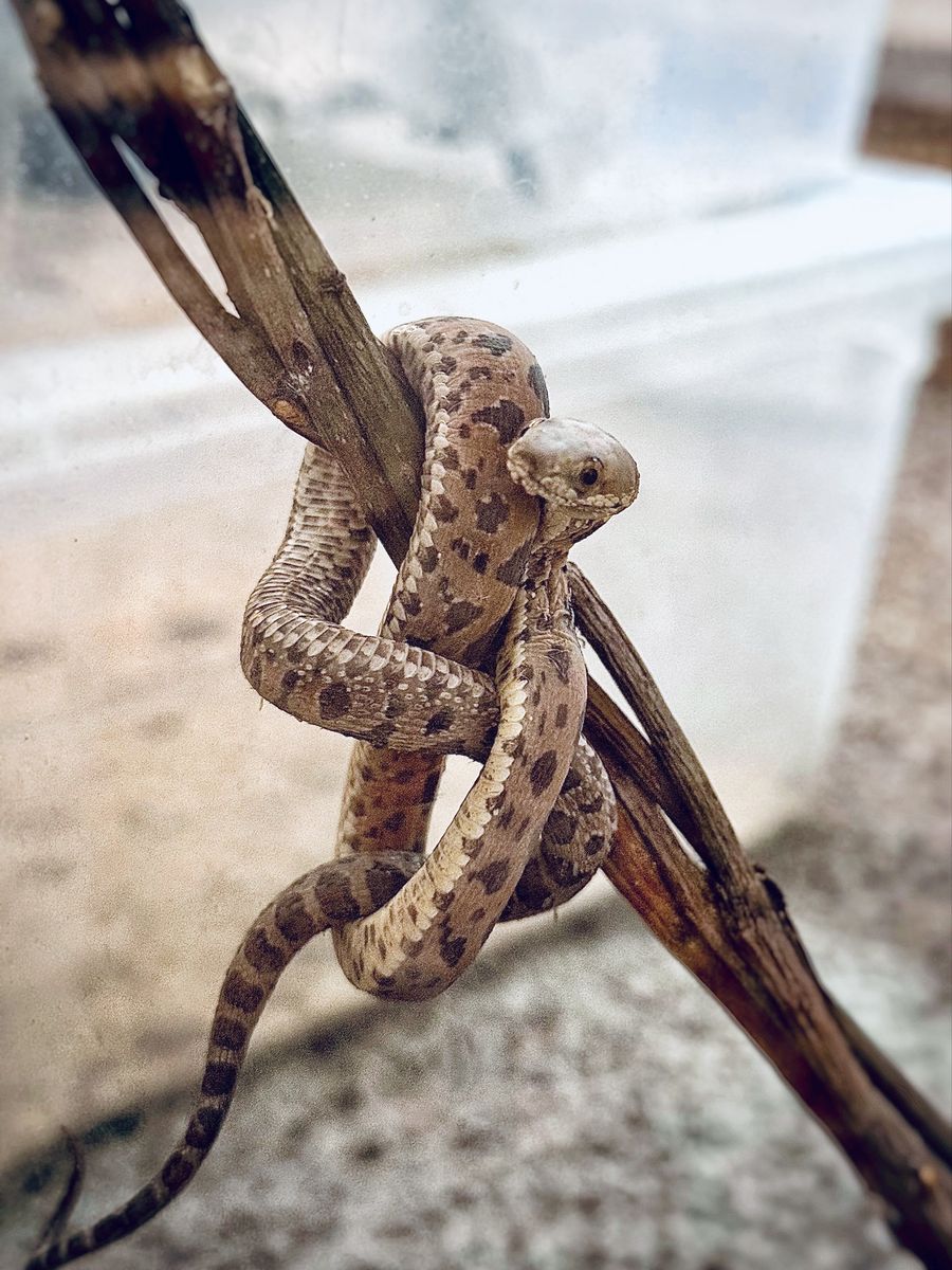 Baby scaless rat snake