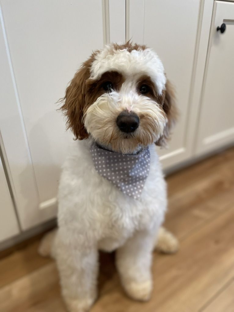 10/10 ALL CLEAR, 22#, FF, SS Goldendoodle Stud