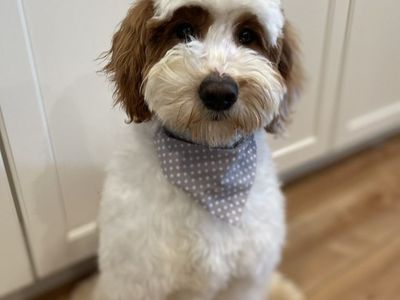 10/10 ALL CLEAR, 22#, FF, SS Goldendoodle Stud