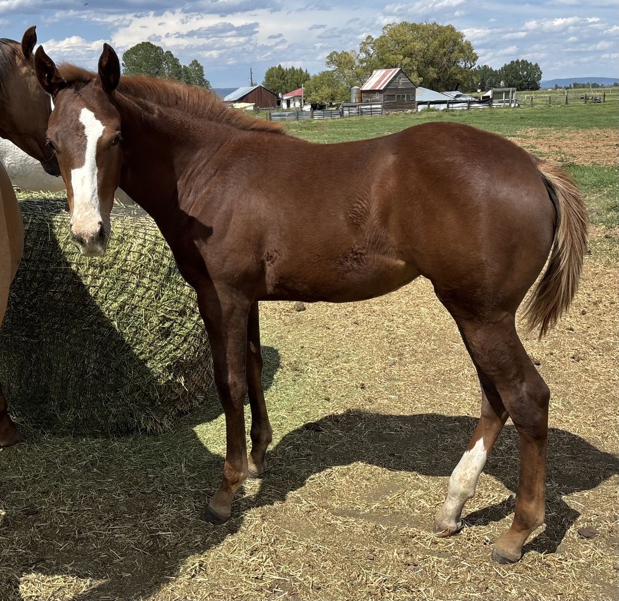 2026 Sorrel AQHA Registered Filly "Mesa"