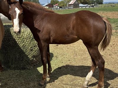 2026 Sorrel AQHA Registered Filly "Mesa"