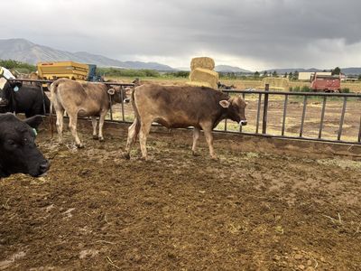 BROWN SWISS Heifers.