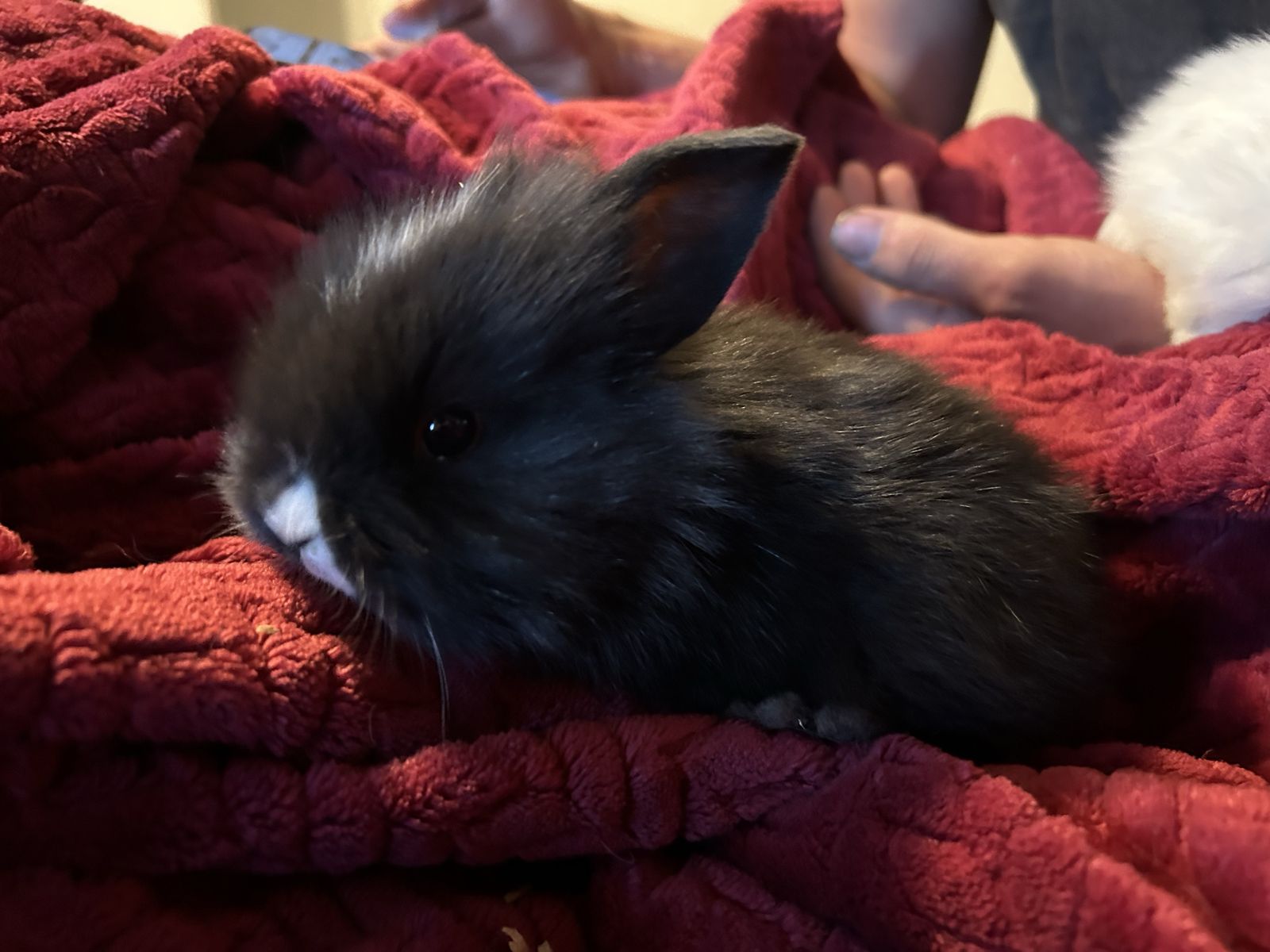 Lion head / Holland lop baby bunnies!