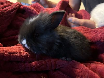 Lion head / Holland lop baby bunnies!