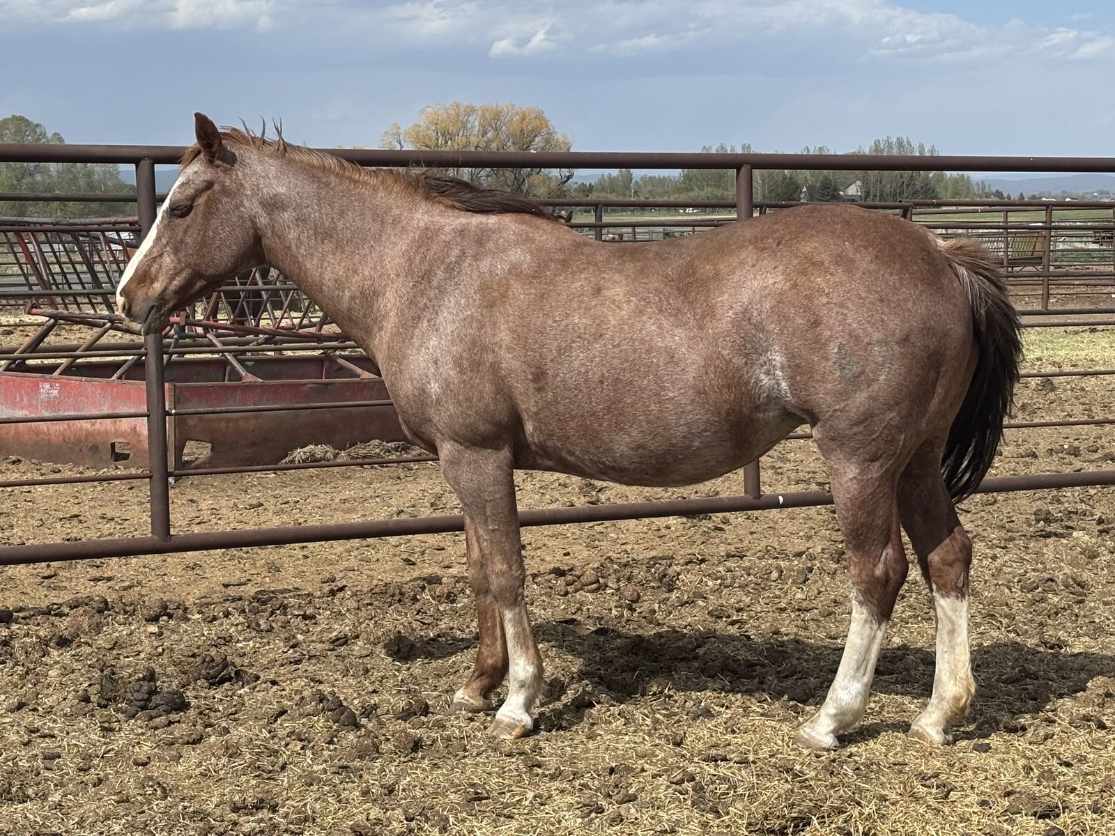 Jazzy - 2005 AQHA Pregnant Broodmare