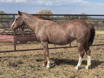 Jazzy - 2005 AQHA Pregnant Broodmare