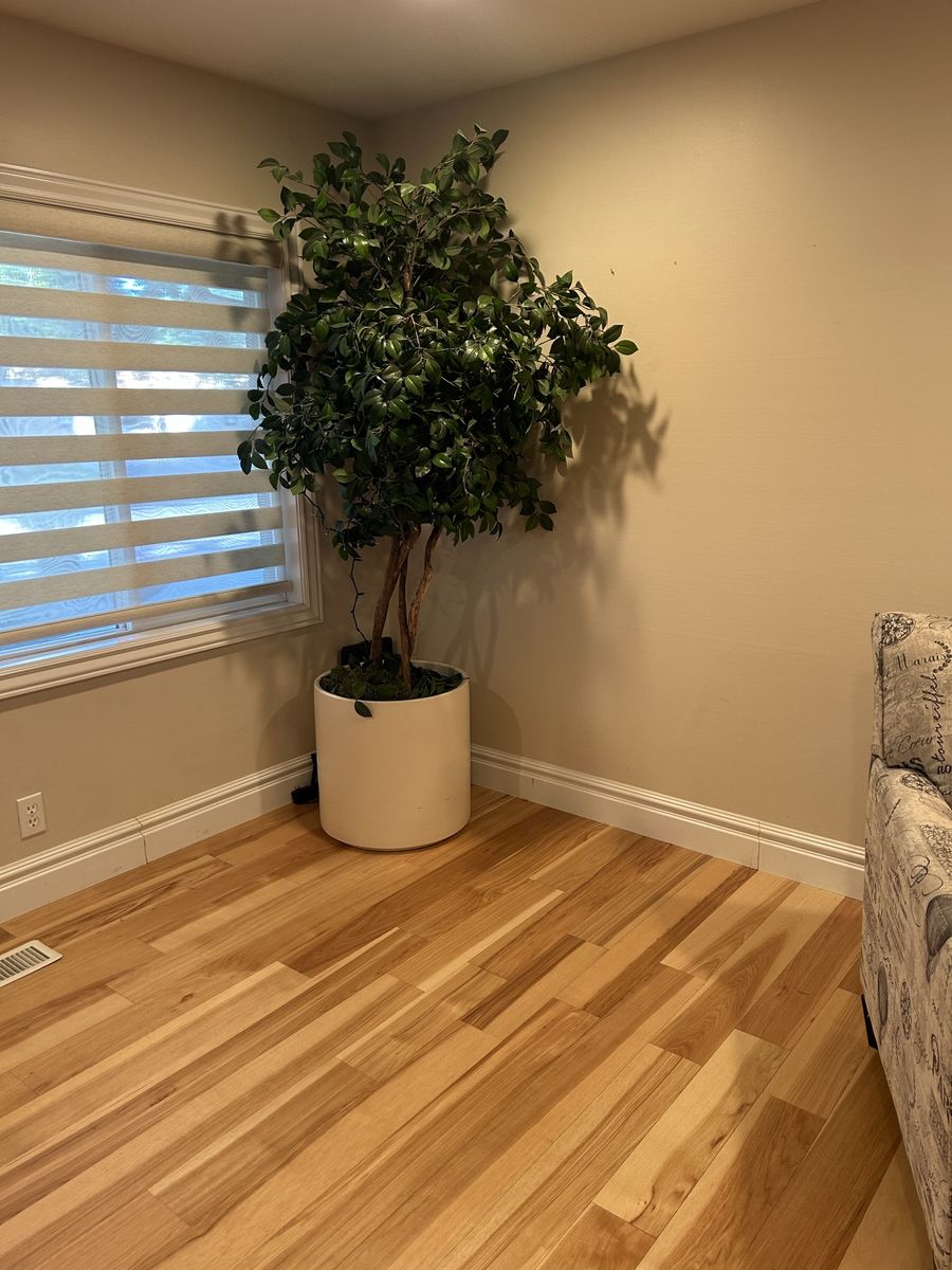 Silk Tree with large Ceramic Planter