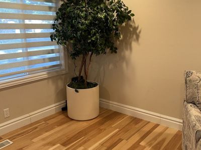 Silk Tree with large Ceramic Planter