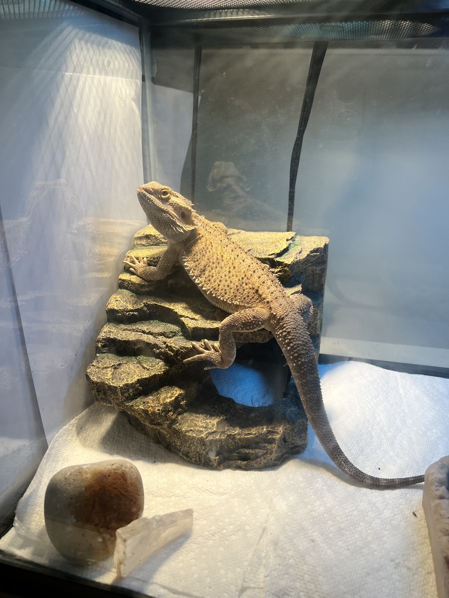 Bearded dragon