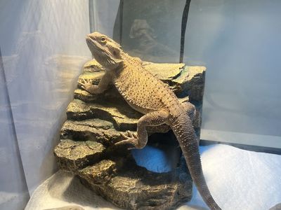 Bearded dragon