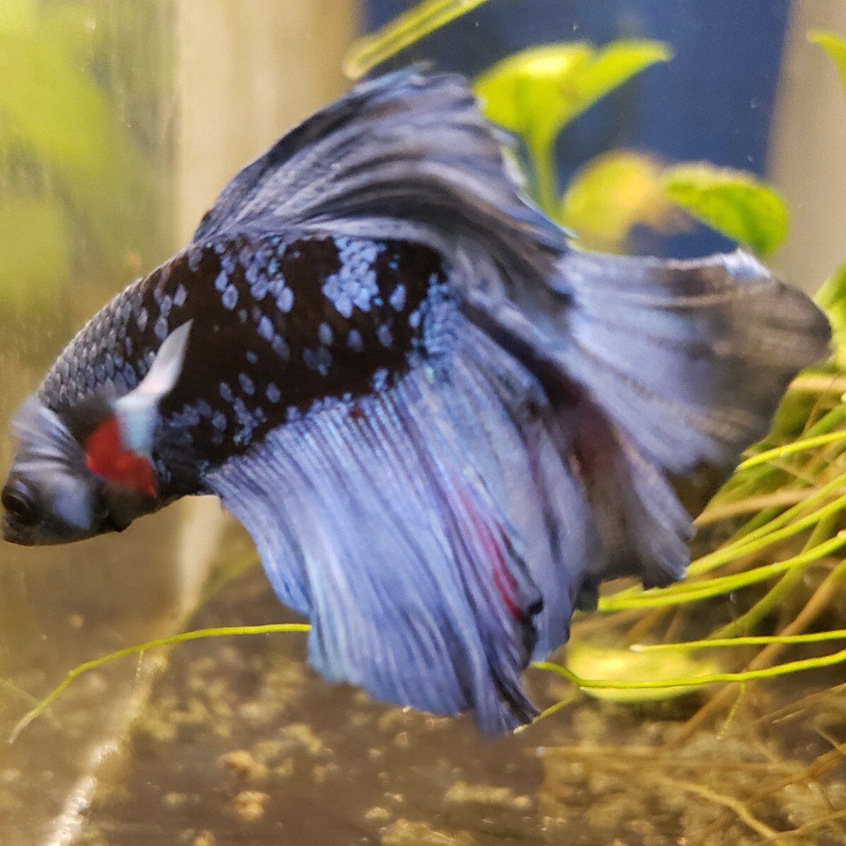 Import halfmoon Betta