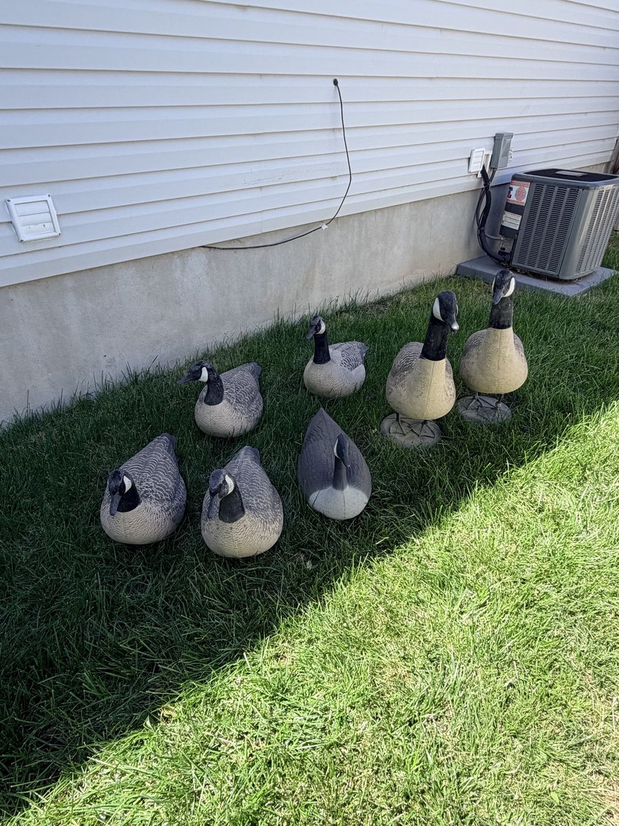 Goose decoys
