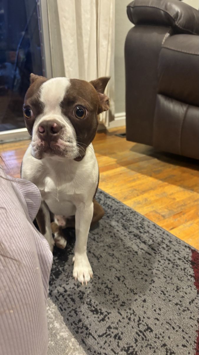 AKC/CKC Registered Boston Terrier Stud - 1 Year Old