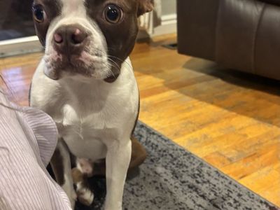 AKC/CKC Registered Boston Terrier Stud - 1 Year Old