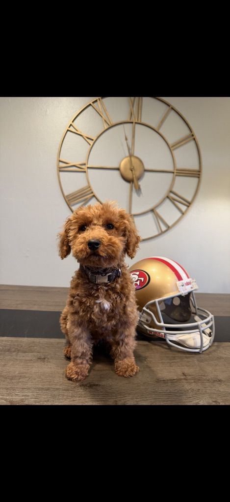 Trained Tiny Goldendoodle Boy 12 Pounds Full Grown