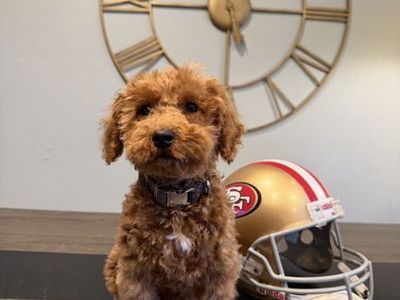 Trained Tiny Goldendoodle Boy 12 Pounds Full Grown