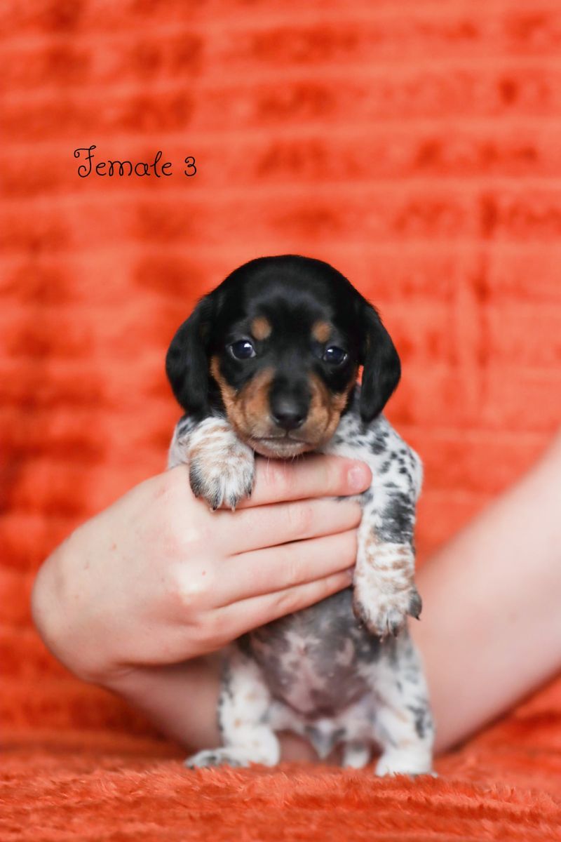Purebred Mini Dachshund