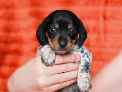 Purebred Mini Dachshund