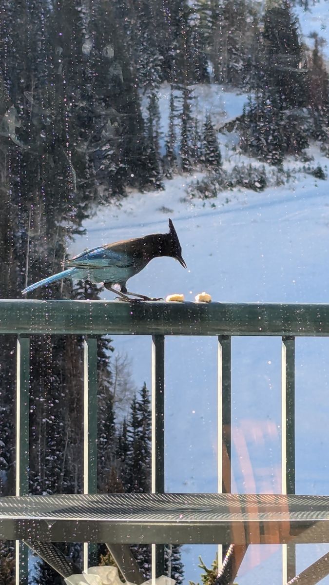 Iron Blosam Lodge Snowbird 2 floor unit slps 8: Sat Sept 5-12'26 and a smaller unit available LABOR DAY WEEK.