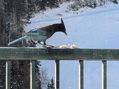 Iron Blosam Lodge Snowbird 2 floor unit slps 8: Sat Sept 5-12'26 and a smaller unit available LABOR DAY WEEK.