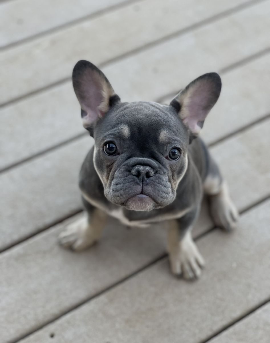 French Bulldogs – Bonded Pair Looking for a Loving Home