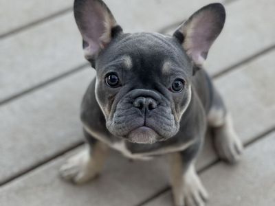 French Bulldogs – Bonded Pair Looking for a Loving Home