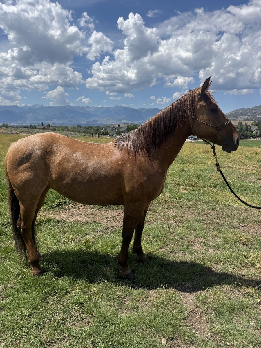 6 year old 1/4 draft mare