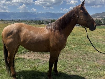 6 year old 1/4 draft mare