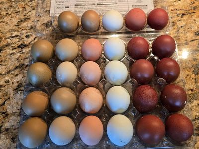 Rainbow Hatching Eggs