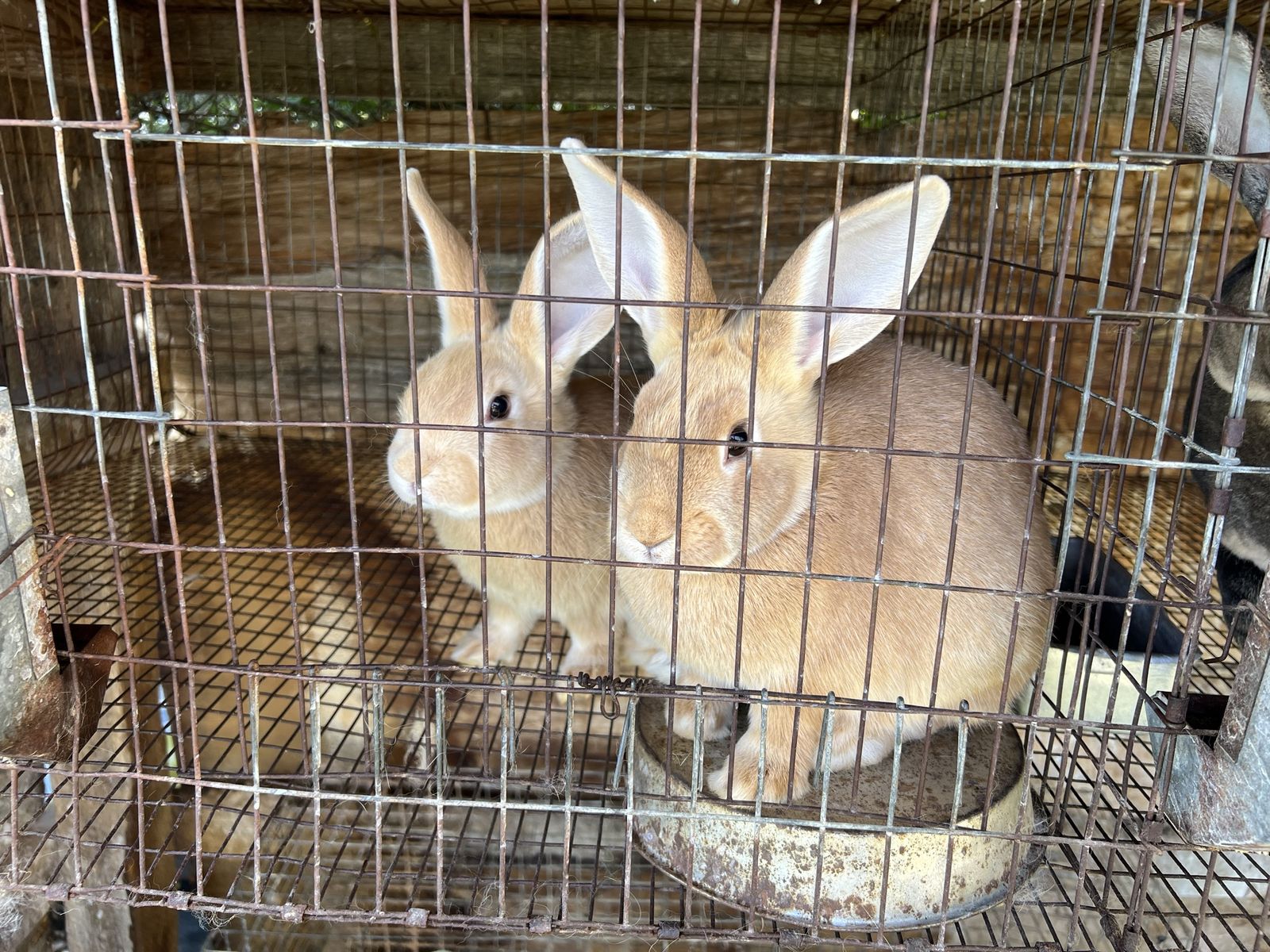Mixed large meat rabbits