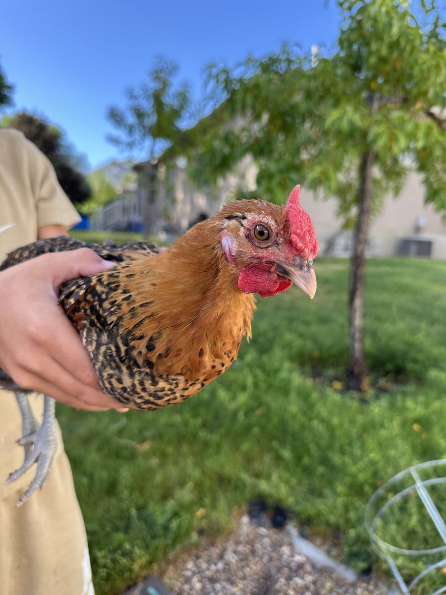 Rooster that needs a home!