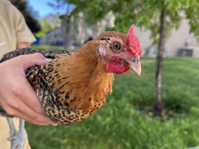 Rooster that needs a home!