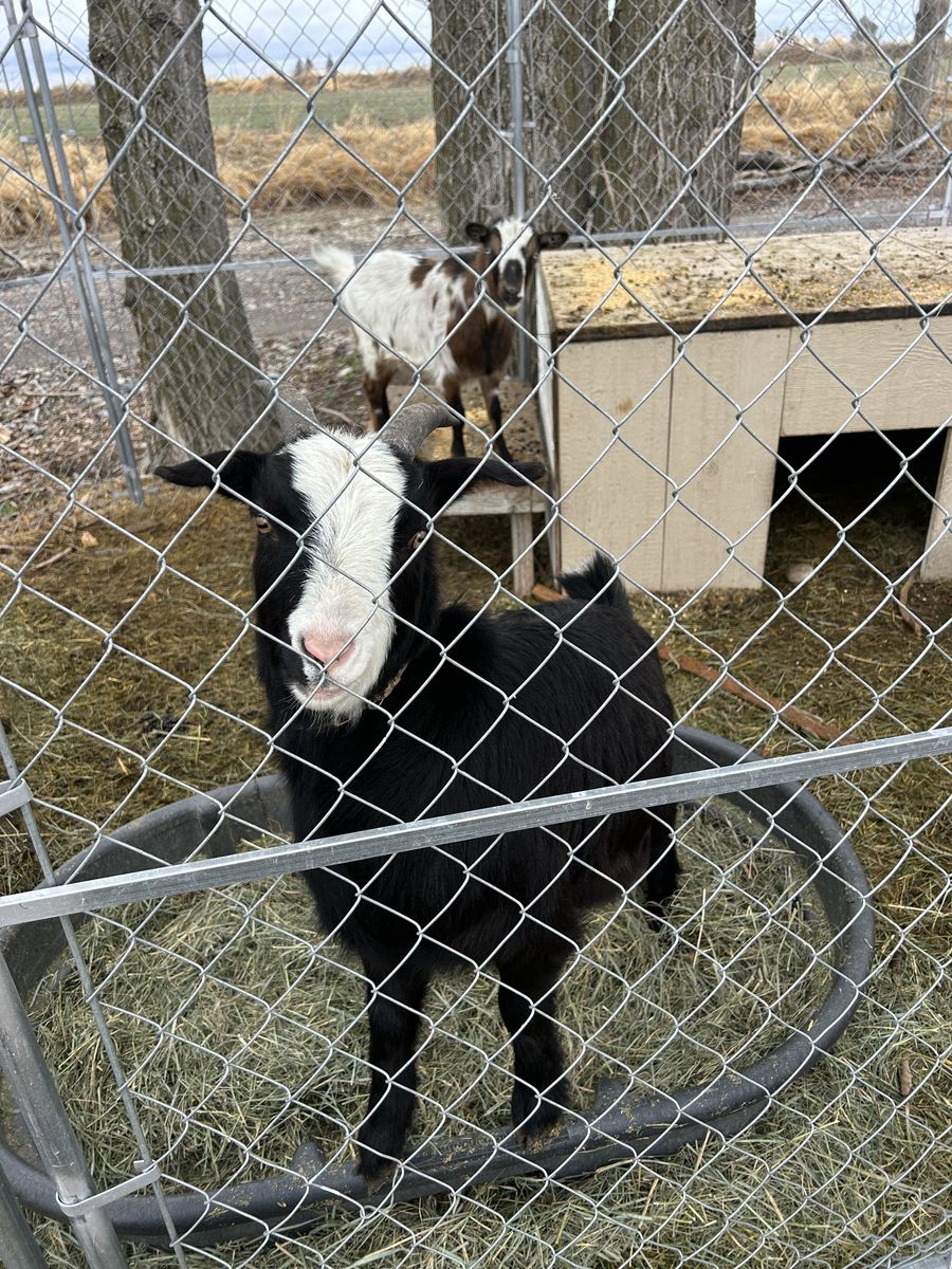 Fainting Goats
