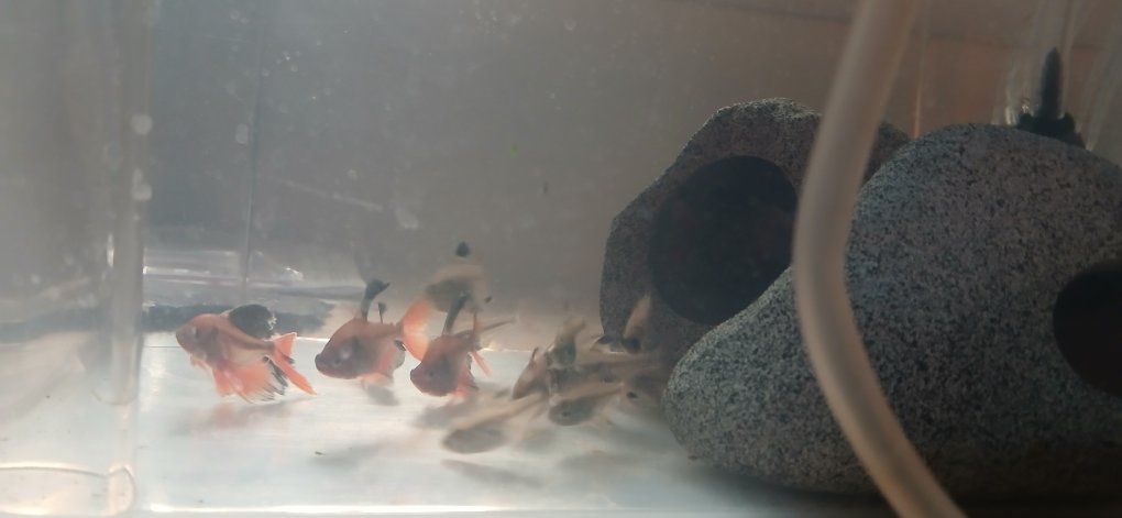 Tetra fish (xray and serpae)