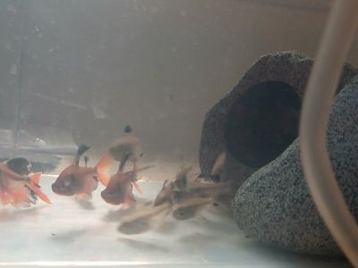 Tetra fish (xray and serpae)