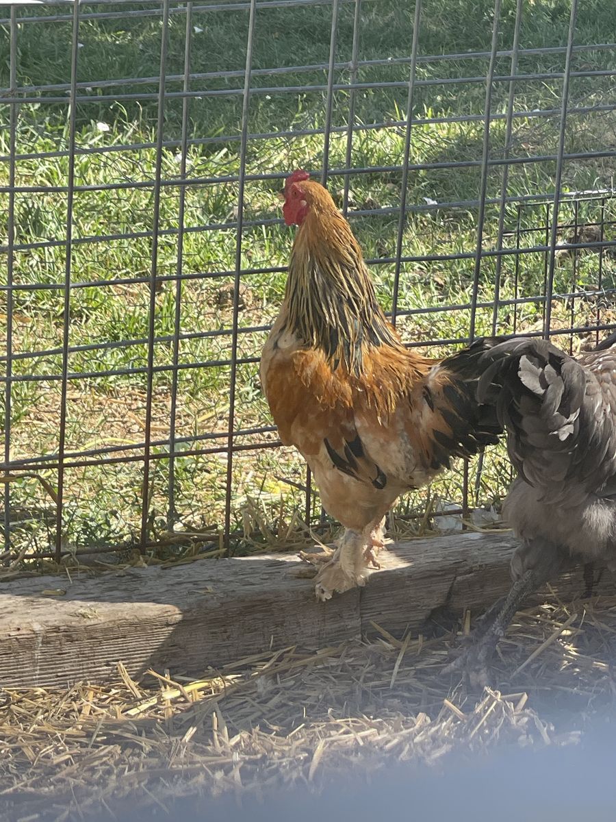 Roosters