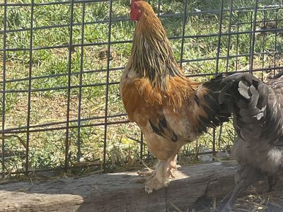 Roosters