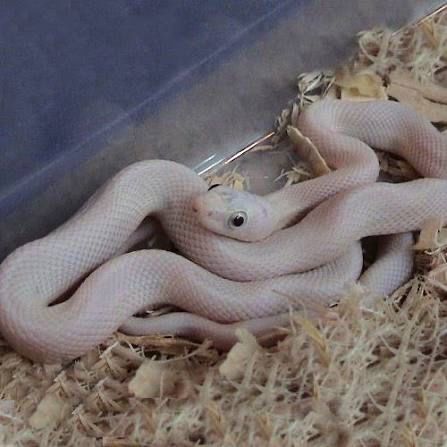 Blue eyed leucistic rat snake