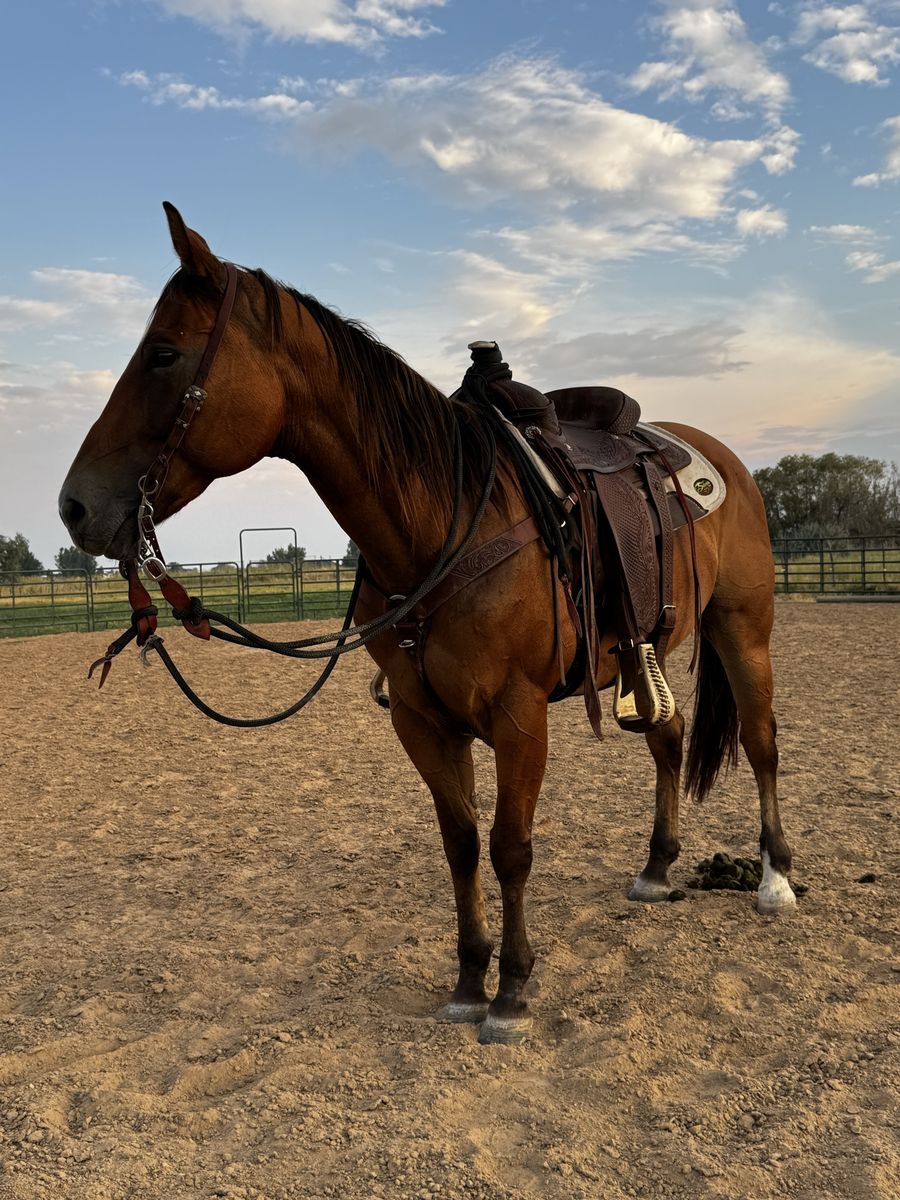 12 YO Buckskin Mare