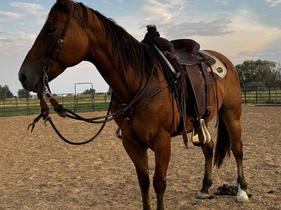 12 YO Buckskin Mare