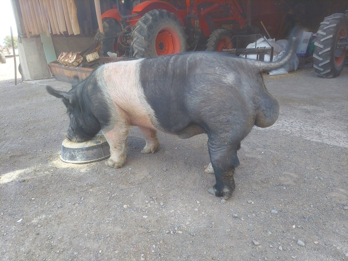 SHOW BOAR