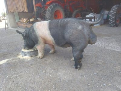 SHOW BOAR