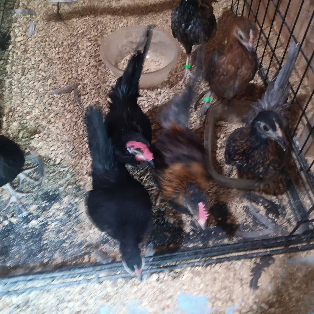 Aztecas.  Got some beautiful young aztecas,  and some really nice mini phoenix