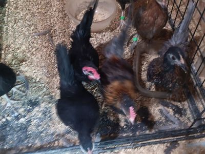 Aztecas. Got some beautiful young aztecas, and some really nice mini phoenix