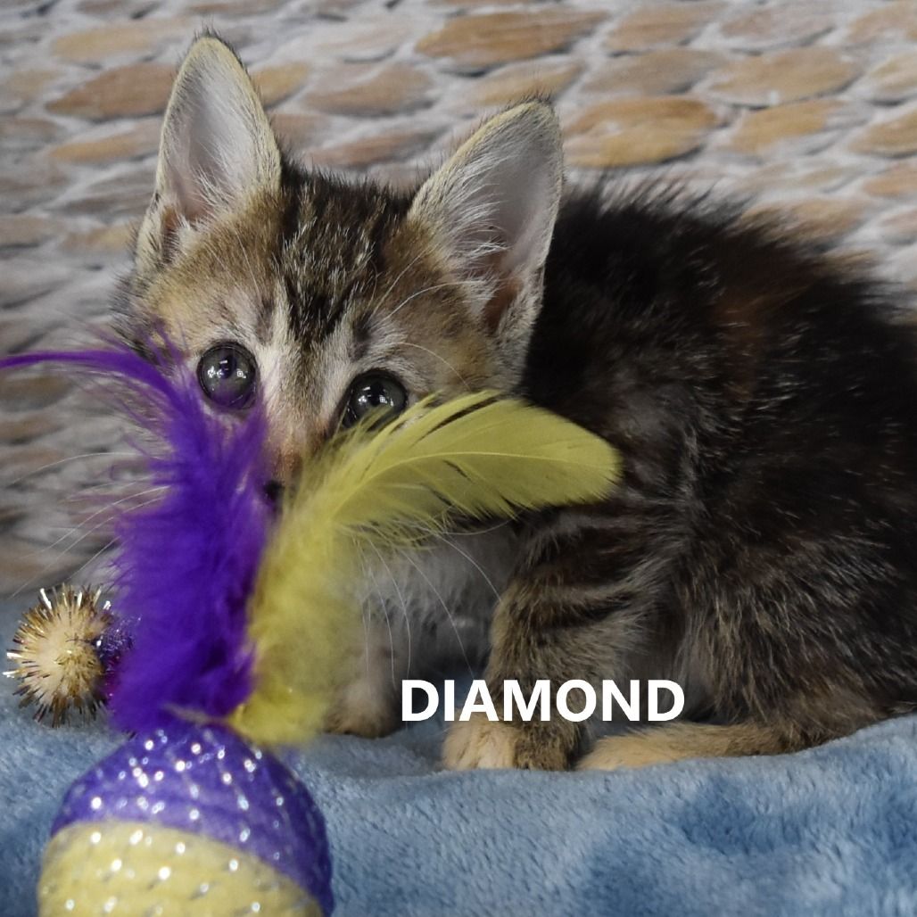 Main image 2